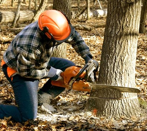 Tree Removal in Mount Olive, AL